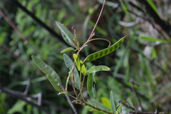 Galactia tenuiflora var. tenuiflora